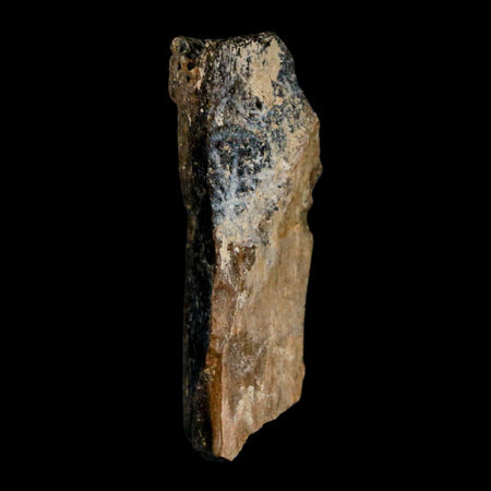 1.6" Tyrannosaurus Rex Fossil Bone Dinosaur Lance Creek Formation Wyoming COA