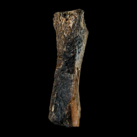 1.6" Tyrannosaurus Rex Fossil Bone Dinosaur Lance Creek Formation Wyoming COA - Fossil Age Minerals