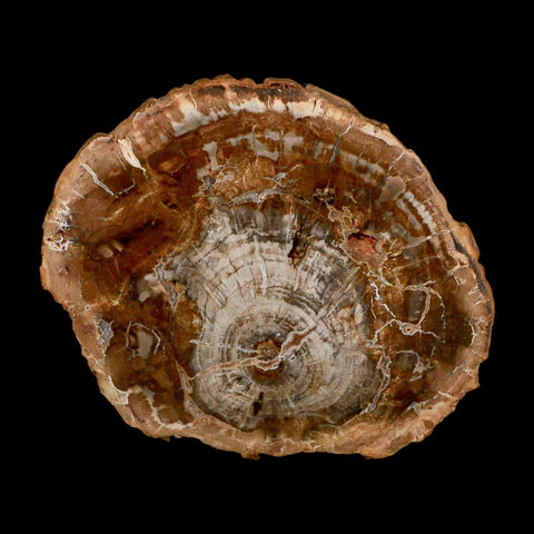 4.8" Fossilized Polished Petrified Wood Branch Madagascar 66-225 Million Yrs Old - Fossil Age Minerals