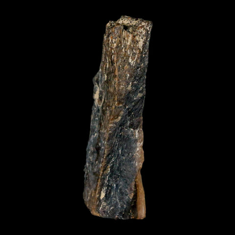 1.6" Tyrannosaurus Rex Fossil Bone Dinosaur Lance Creek Formation Wyoming COA - Fossil Age Minerals