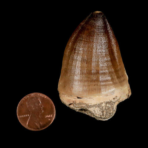 XL 2" Mosasaur Prognathodon Fossil Tooth Cretaceous Dinosaur Era COA & Stand - Fossil Age Minerals