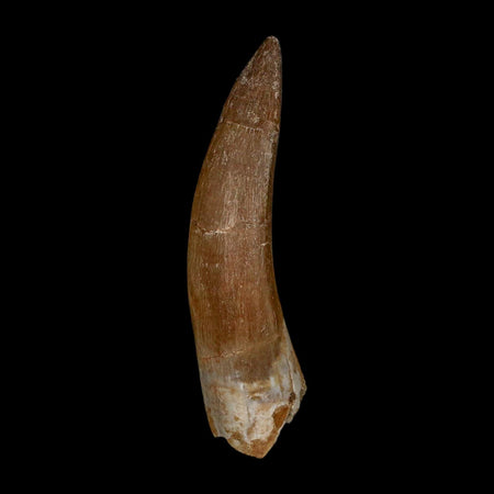 XL 2.4" Plesiosaur Zarafasaura Tooth Fossil Cretaceous Dinosaur Era COA, Stand