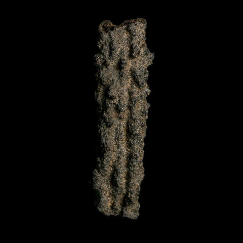 2.7" Fulgurite Petrified Lightning Strike Glass Sahara Desert Algeria - Fossil Age Minerals