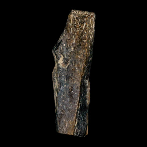 1.6" Tyrannosaurus Rex Fossil Bone Dinosaur Lance Creek Formation Wyoming COA - Fossil Age Minerals