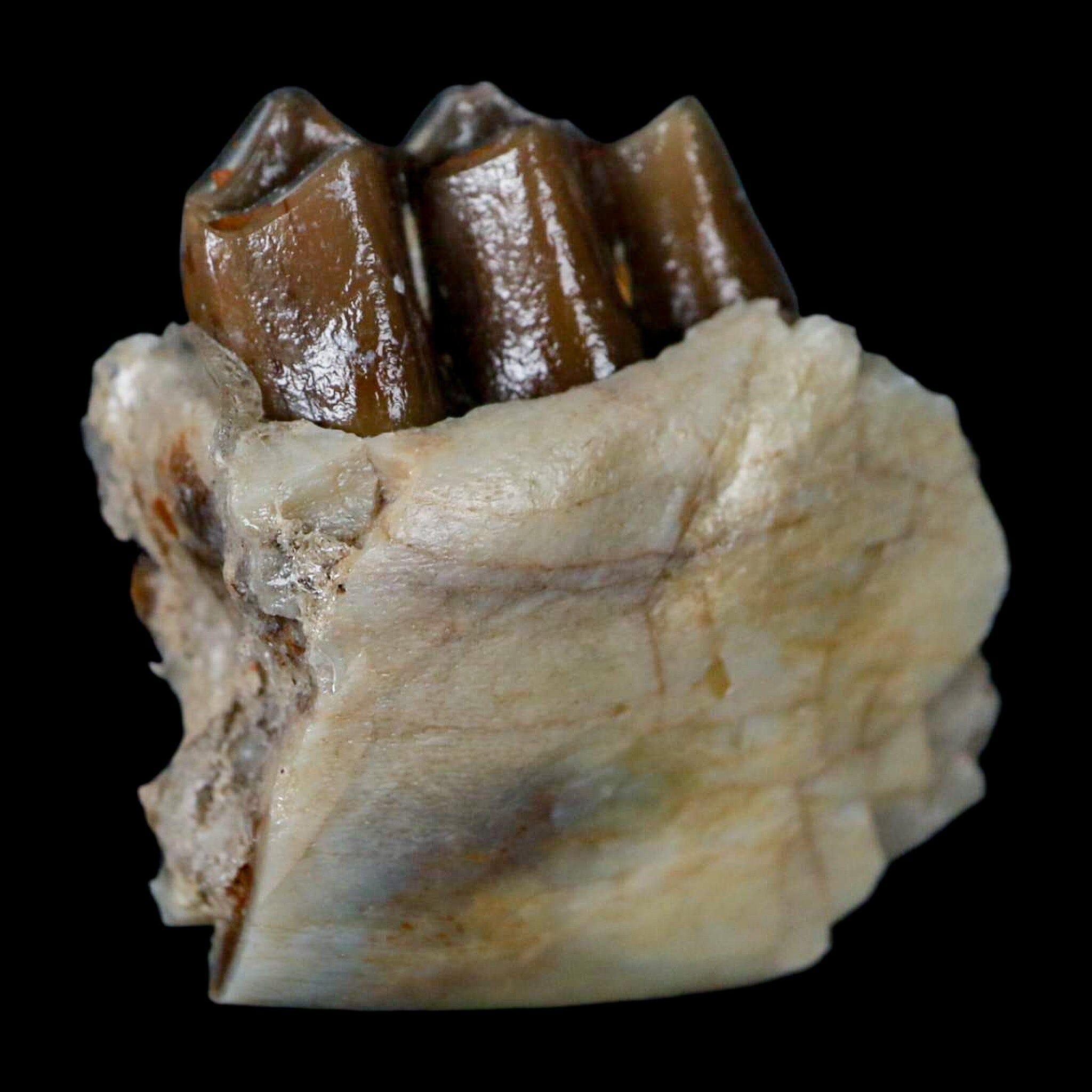 1.1" Poebrotherium Wilsoni Fossil Jaw Teeth Primitive Camel SD Badlands COA Display - Fossil Age Minerals