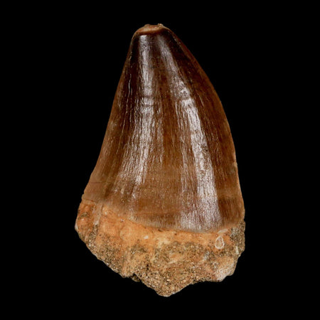 1.8"  Mosasaur Prognathodon Fossil Tooth Cretaceous Dinosaur Era COA & Stand