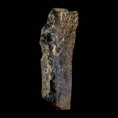1.6" Tyrannosaurus Rex Fossil Bone Dinosaur Lance Creek Formation Wyoming COA - Fossil Age Minerals