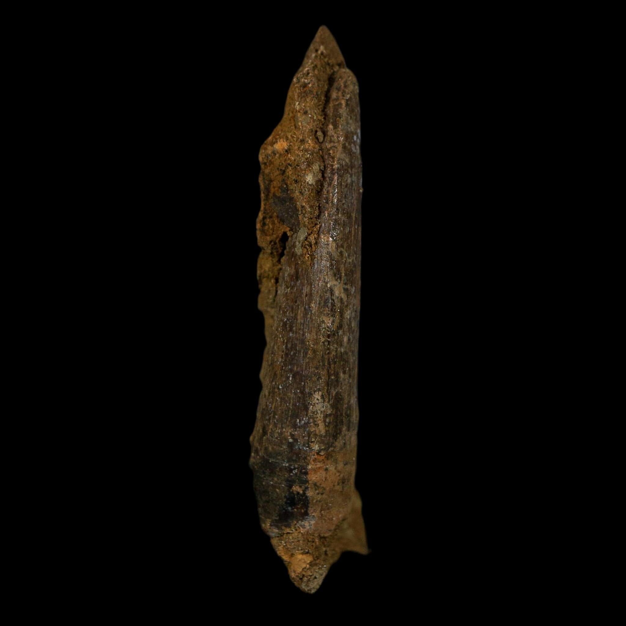 1.5" Nanotyrannus Tyrannosaurus Fossil Tooth In Matrix Dinosaur Lance Creek WY COA