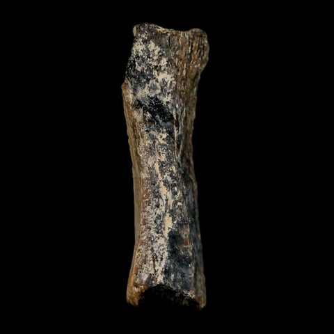 1.6" Tyrannosaurus Rex Fossil Bone Dinosaur Lance Creek Formation Wyoming COA - Fossil Age Minerals