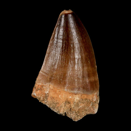 1.8"  Mosasaur Prognathodon Fossil Tooth Cretaceous Dinosaur Era COA & Stand