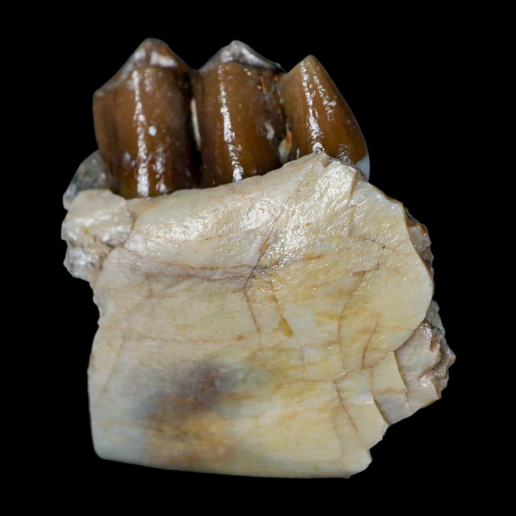 1.1" Poebrotherium Wilsoni Fossil Jaw Teeth Primitive Camel SD Badlands COA Display - Fossil Age Minerals