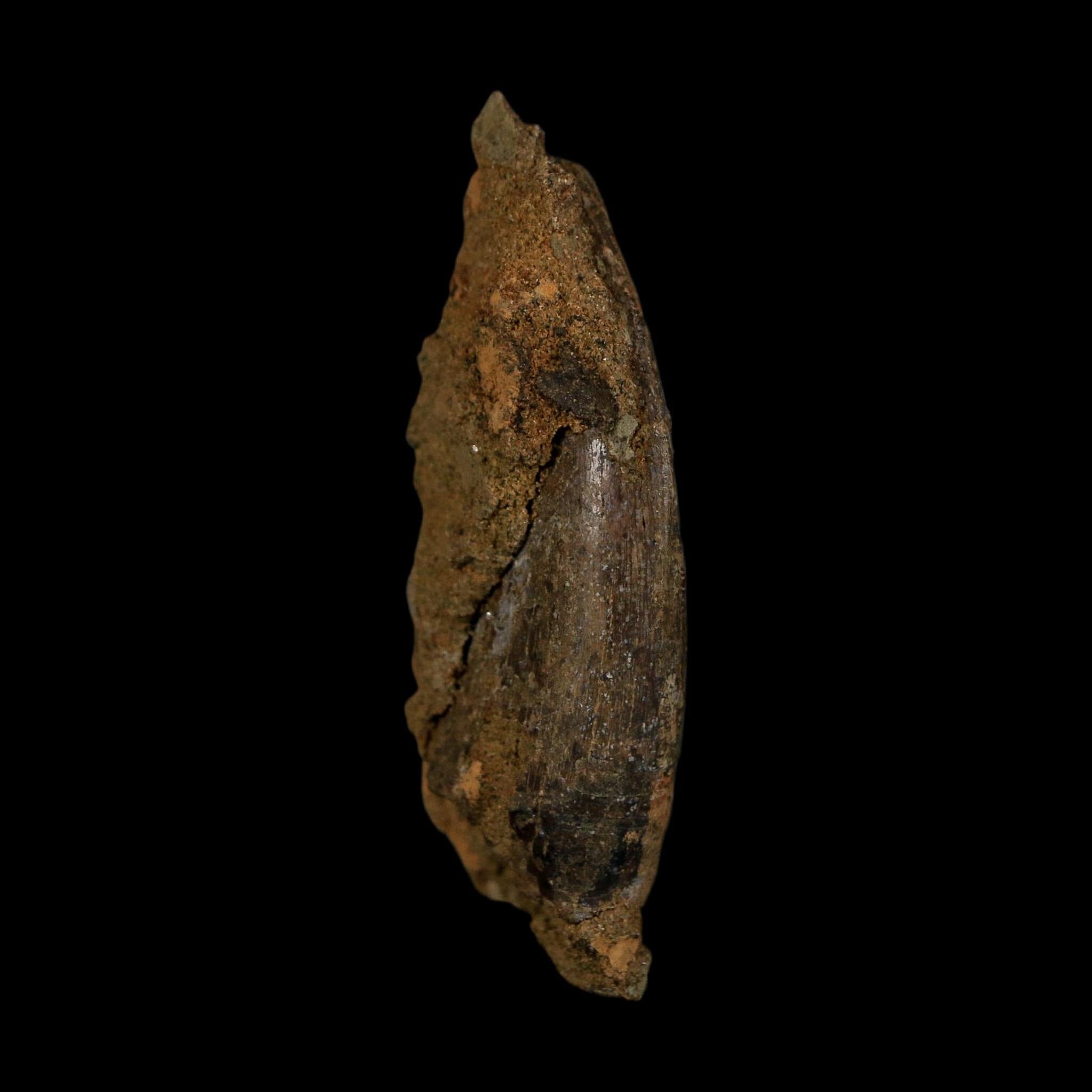 1.5" Nanotyrannus Tyrannosaurus Fossil Tooth In Matrix Dinosaur Lance Creek WY COA