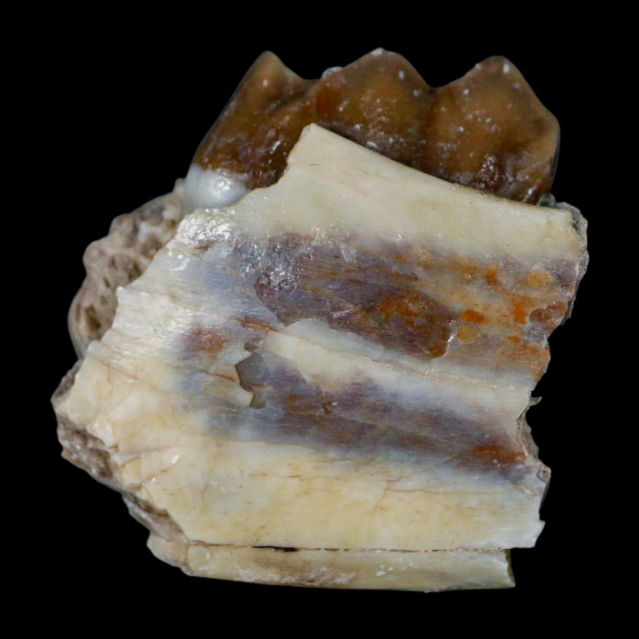 1.1" Poebrotherium Wilsoni Fossil Jaw Teeth Primitive Camel SD Badlands COA Display - Fossil Age Minerals