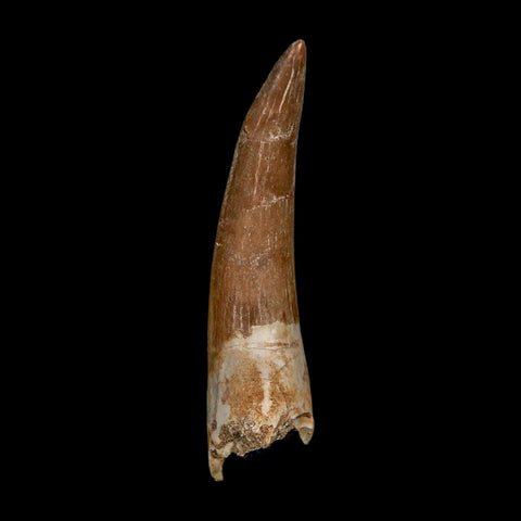 XL 2.4" Plesiosaur Zarafasaura Tooth Fossil Cretaceous Dinosaur Era COA, Stand