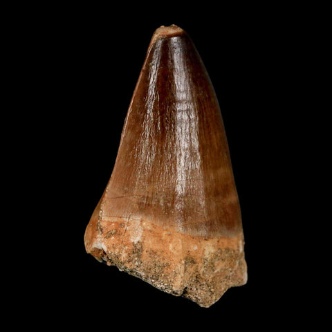 1.8"  Mosasaur Prognathodon Fossil Tooth Cretaceous Dinosaur Era COA & Stand