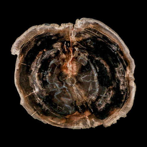 4.3" Fossilized Polished Petrified Wood Branch Madagascar 66-225 Million Yrs Old - Fossil Age Minerals