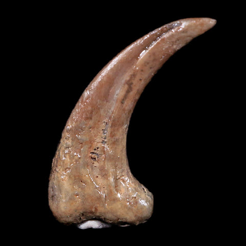 0.6" Dromaeosaur Raptor Fossil Claw Judith River Formation Montana COA & Display - Fossil Age Minerals