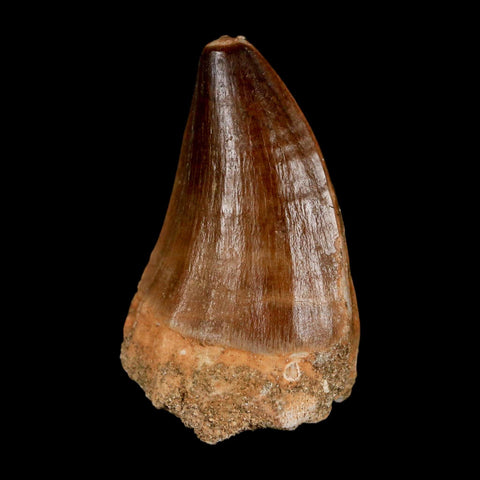 1.8"  Mosasaur Prognathodon Fossil Tooth Cretaceous Dinosaur Era COA & Stand