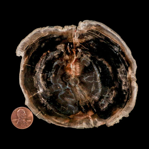 4.3" Fossilized Polished Petrified Wood Branch Madagascar 66-225 Million Yrs Old - Fossil Age Minerals