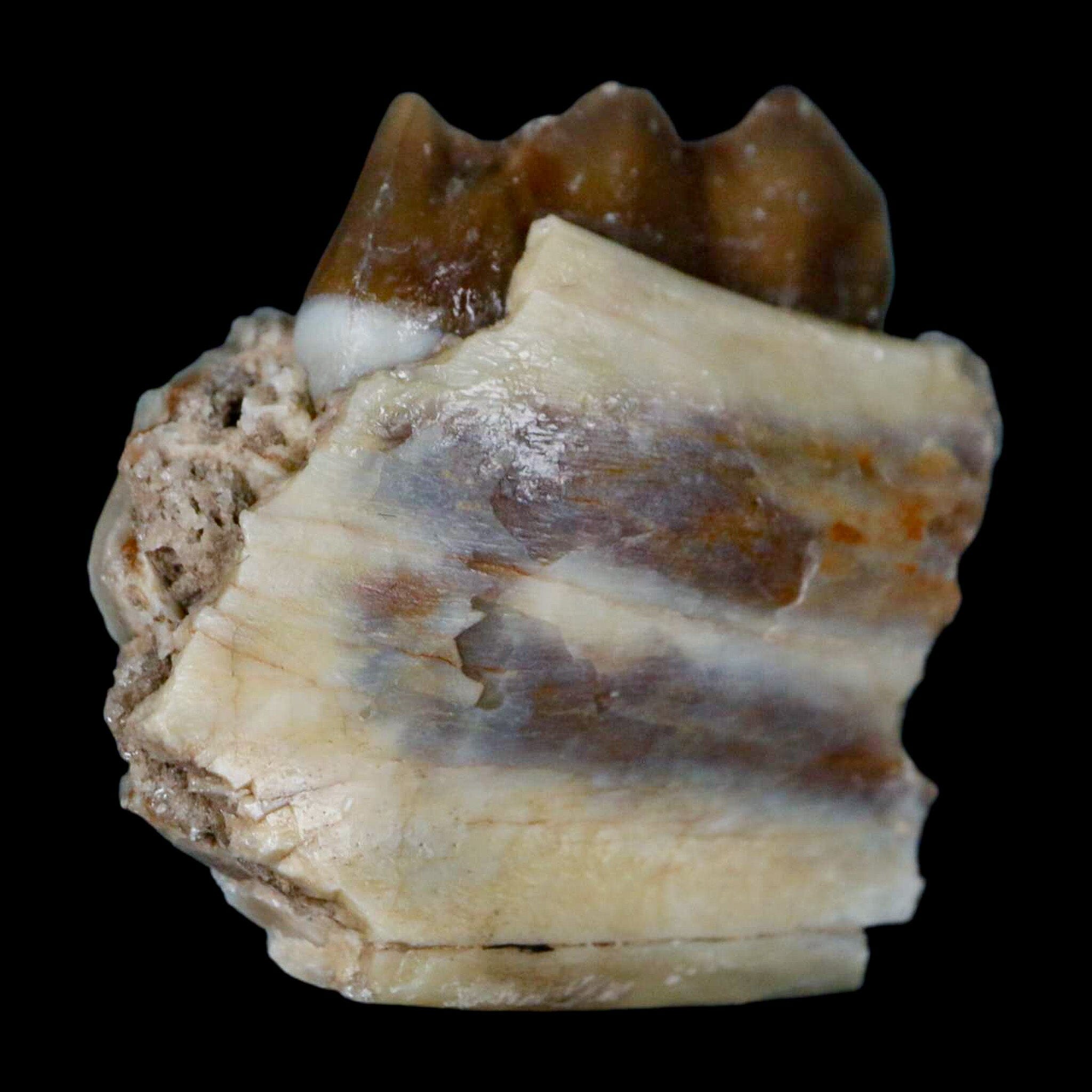 1.1" Poebrotherium Wilsoni Fossil Jaw Teeth Primitive Camel SD Badlands COA Display - Fossil Age Minerals