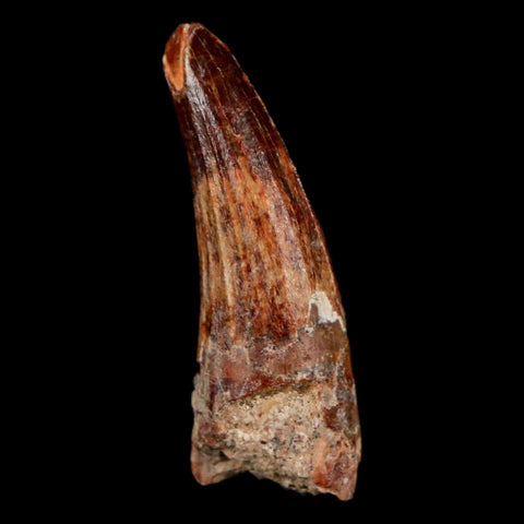 1.1" Suchomimus Fossil Tooth Cretaceous Spinosaurid Dinosaur Elraz FM Niger COA - Fossil Age Minerals