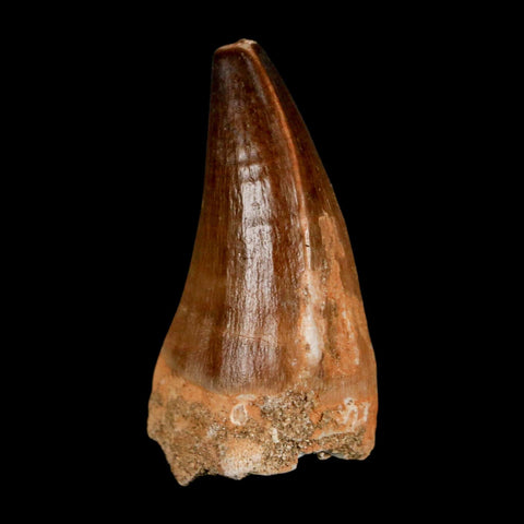 1.8"  Mosasaur Prognathodon Fossil Tooth Cretaceous Dinosaur Era COA & Stand
