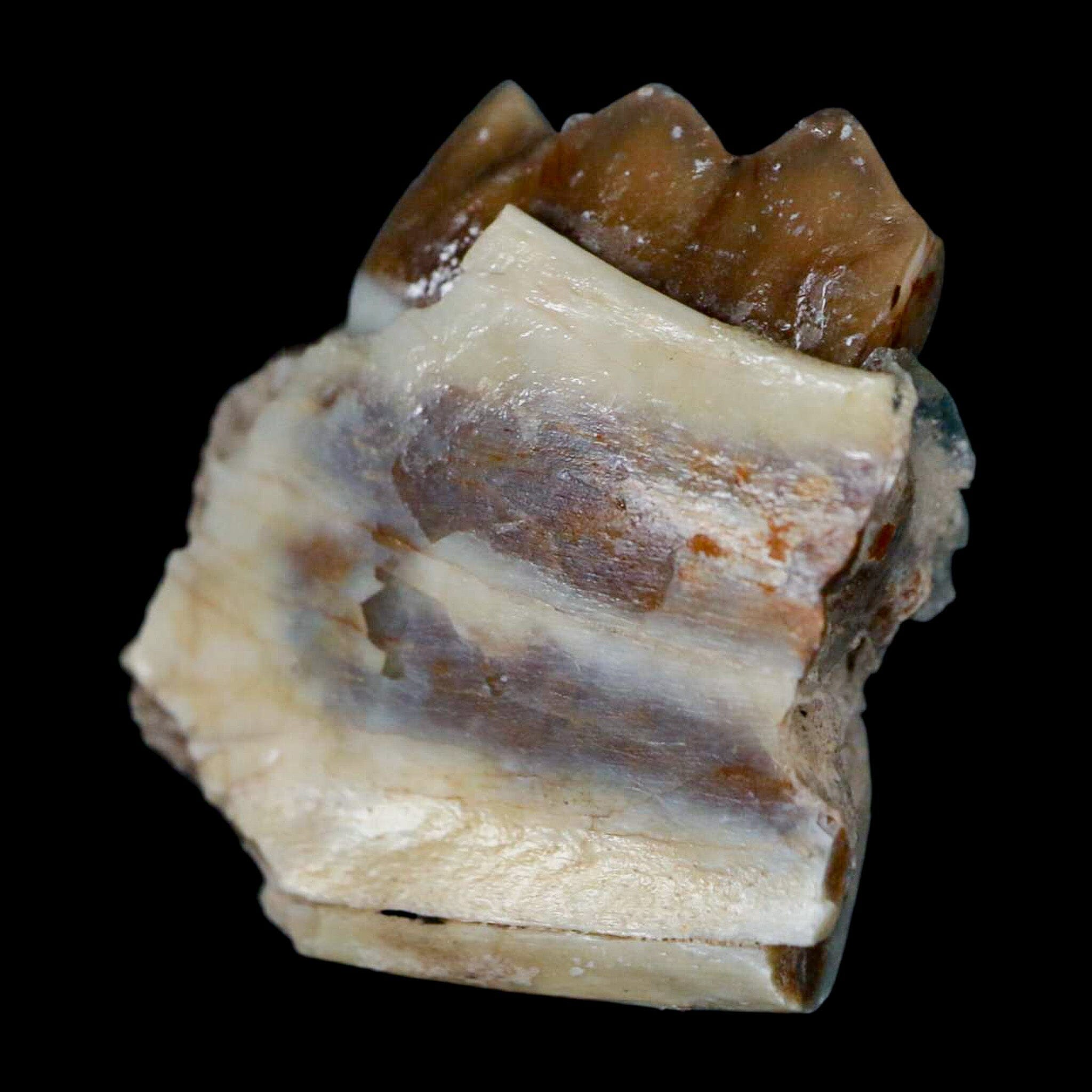 1.1" Poebrotherium Wilsoni Fossil Jaw Teeth Primitive Camel SD Badlands COA Display - Fossil Age Minerals