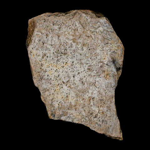 1.3" Tyrannosaurus Rex Fossil Bone Dinosaur Lance Creek Formation Wyoming COA - Fossil Age Minerals