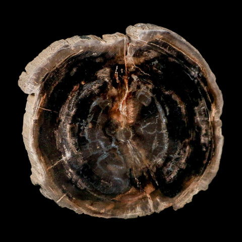 4.3" Fossilized Polished Petrified Wood Branch Madagascar 66-225 Million Yrs Old - Fossil Age Minerals