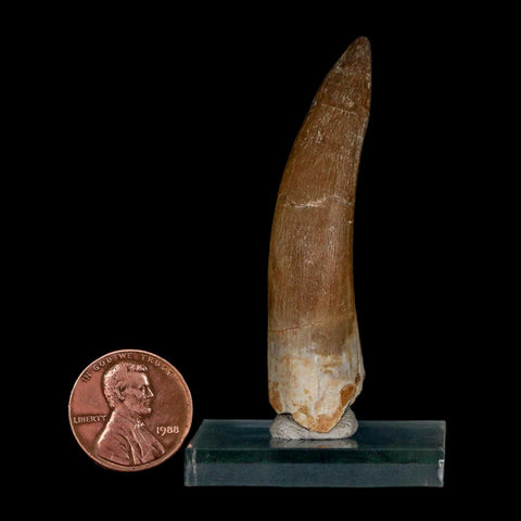 XL 2.4" Plesiosaur Zarafasaura Tooth Fossil Cretaceous Dinosaur Era COA, Stand