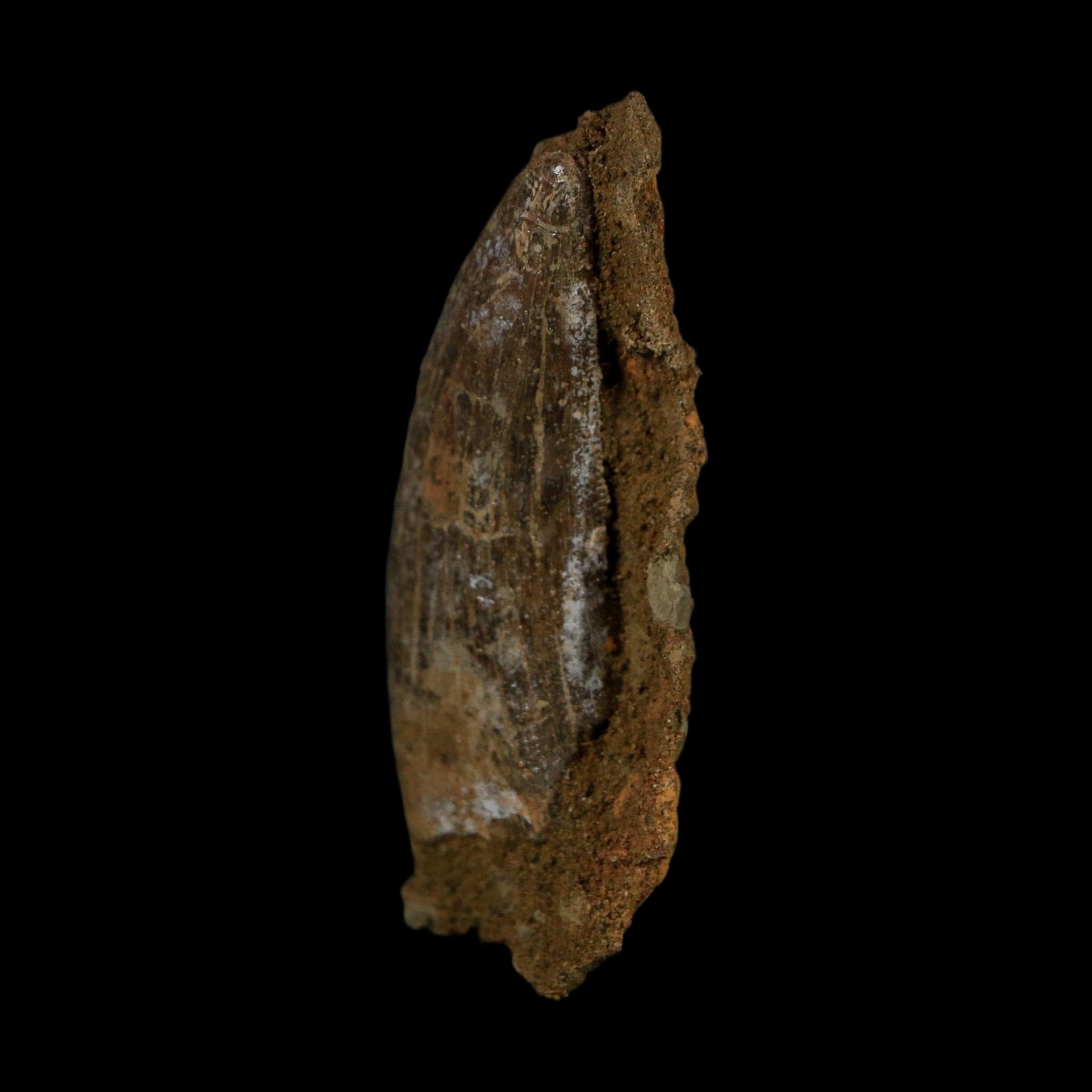 1.5" Nanotyrannus Tyrannosaurus Fossil Tooth In Matrix Dinosaur Lance Creek WY COA