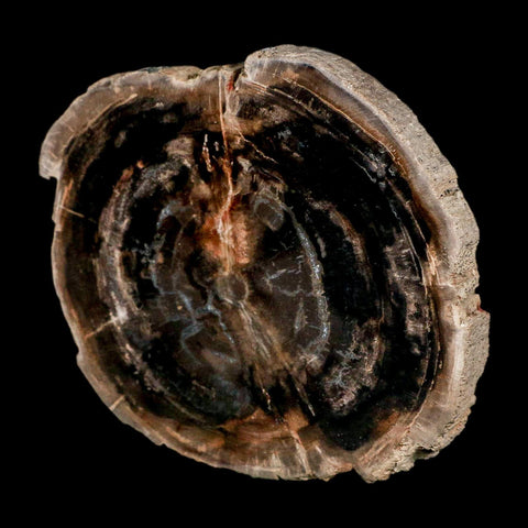 4.3" Fossilized Polished Petrified Wood Branch Madagascar 66-225 Million Yrs Old - Fossil Age Minerals