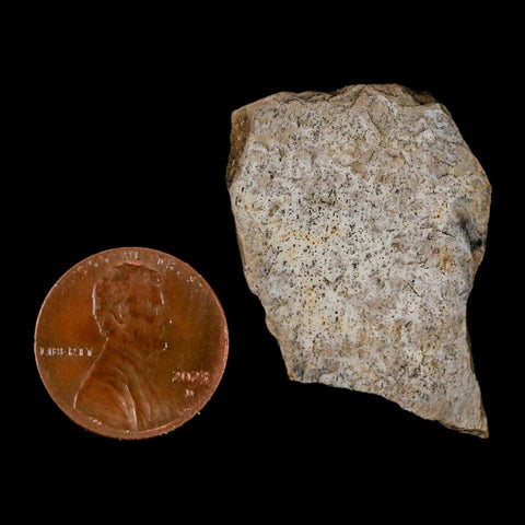 1.3" Tyrannosaurus Rex Fossil Bone Dinosaur Lance Creek Formation Wyoming COA - Fossil Age Minerals