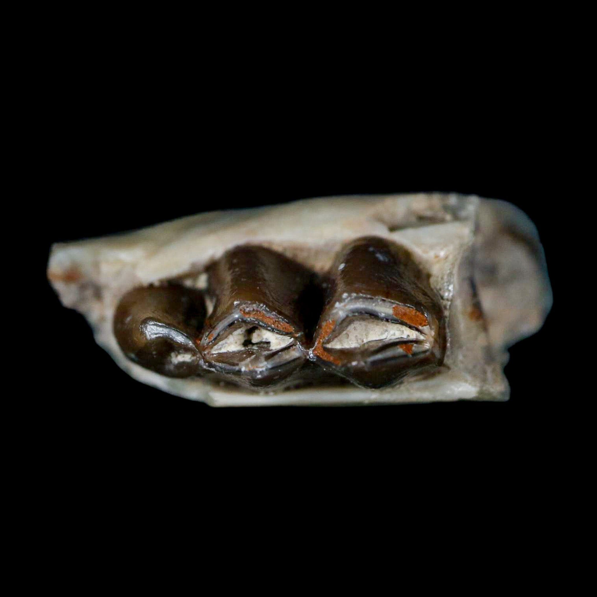 1.1" Poebrotherium Wilsoni Fossil Jaw Teeth Primitive Camel SD Badlands COA Display - Fossil Age Minerals