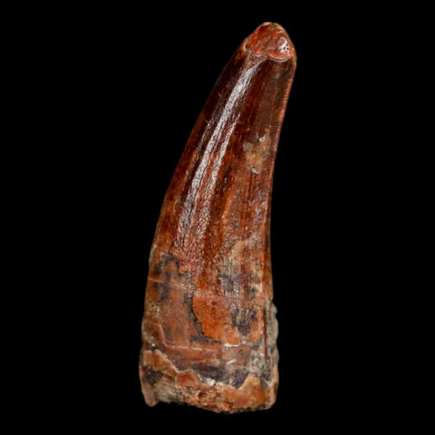 1.1" Suchomimus Fossil Tooth Cretaceous Spinosaurid Dinosaur Elraz FM Niger COA - Fossil Age Minerals