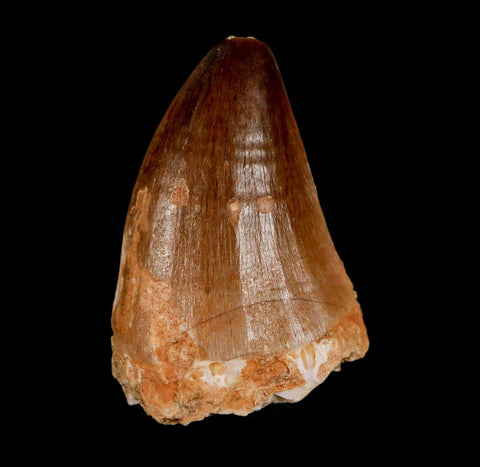 1.8"  Mosasaur Prognathodon Fossil Tooth Cretaceous Dinosaur Era COA & Stand