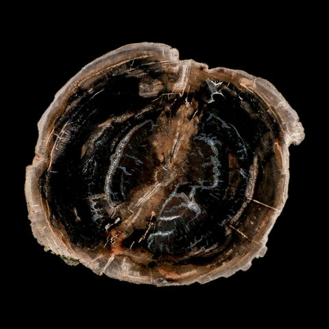 4.3" Fossilized Polished Petrified Wood Branch Madagascar 66-225 Million Yrs Old - Fossil Age Minerals