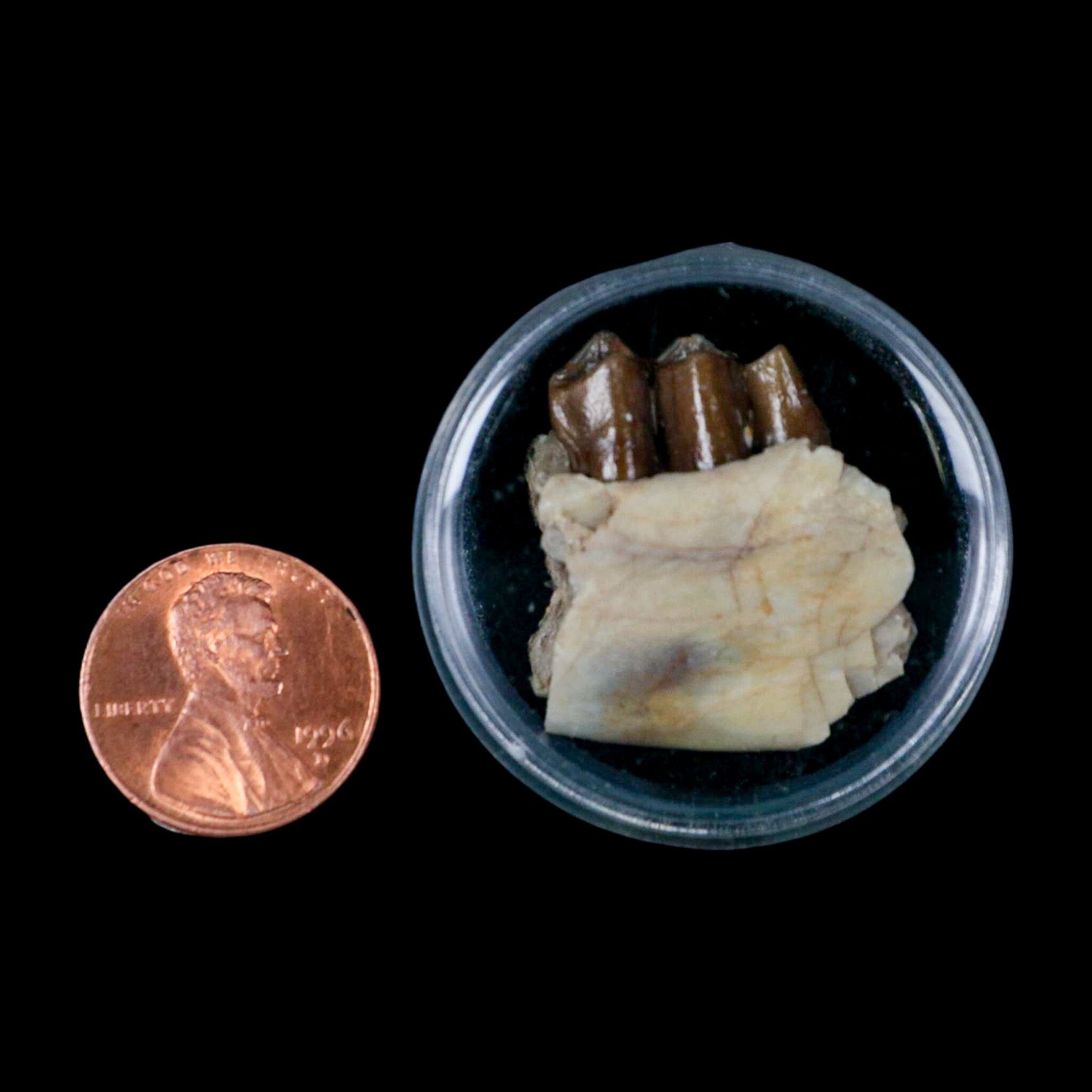 1.1" Poebrotherium Wilsoni Fossil Jaw Teeth Primitive Camel SD Badlands COA Display - Fossil Age Minerals