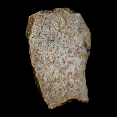 1.3" Tyrannosaurus Rex Fossil Bone Dinosaur Lance Creek Formation Wyoming COA - Fossil Age Minerals