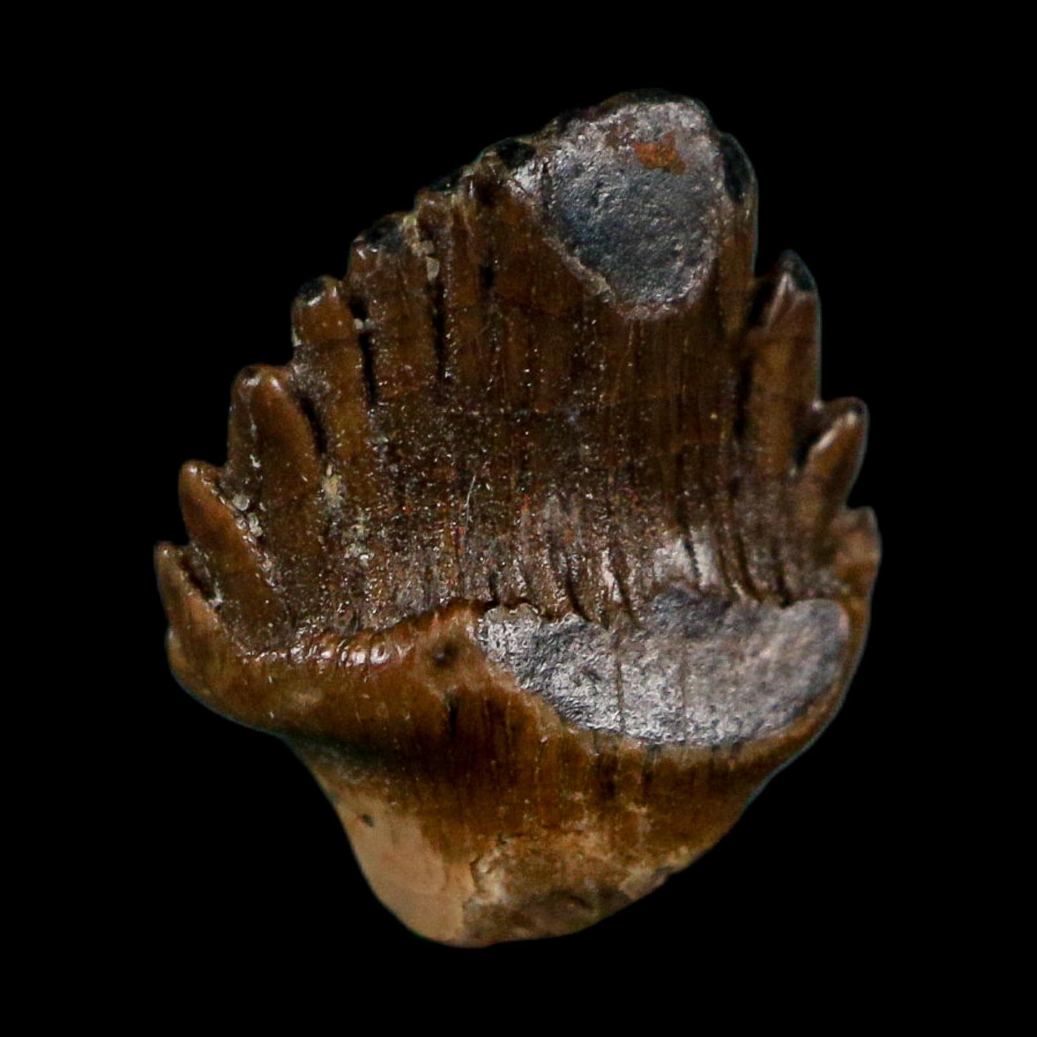 0.4" Ankylosaurus Fossil Tooth Lance Creek FM Cretaceous Dinosaur WY COA Display