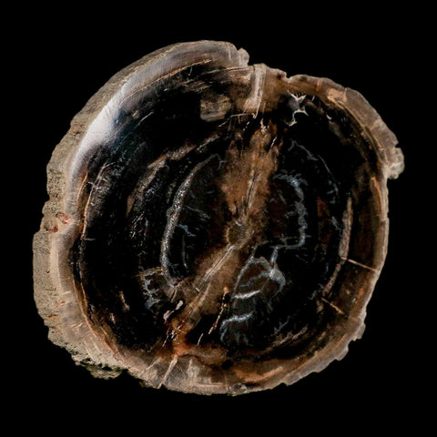 4.3" Fossilized Polished Petrified Wood Branch Madagascar 66-225 Million Yrs Old - Fossil Age Minerals