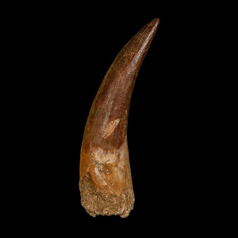 XXL 2.6" Plesiosaur Zarafasaura Tooth Fossil Cretaceous Dinosaur Era COA, Stand