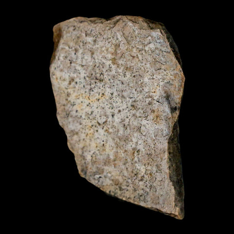 1.3" Tyrannosaurus Rex Fossil Bone Dinosaur Lance Creek Formation Wyoming COA - Fossil Age Minerals