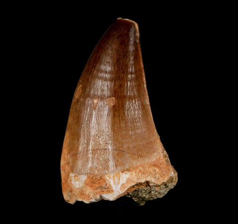 1.8"  Mosasaur Prognathodon Fossil Tooth Cretaceous Dinosaur Era COA & Stand