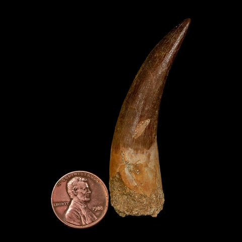 XXL 2.6" Plesiosaur Zarafasaura Tooth Fossil Cretaceous Dinosaur Era COA, Stand