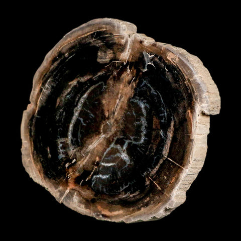 4.3" Fossilized Polished Petrified Wood Branch Madagascar 66-225 Million Yrs Old - Fossil Age Minerals