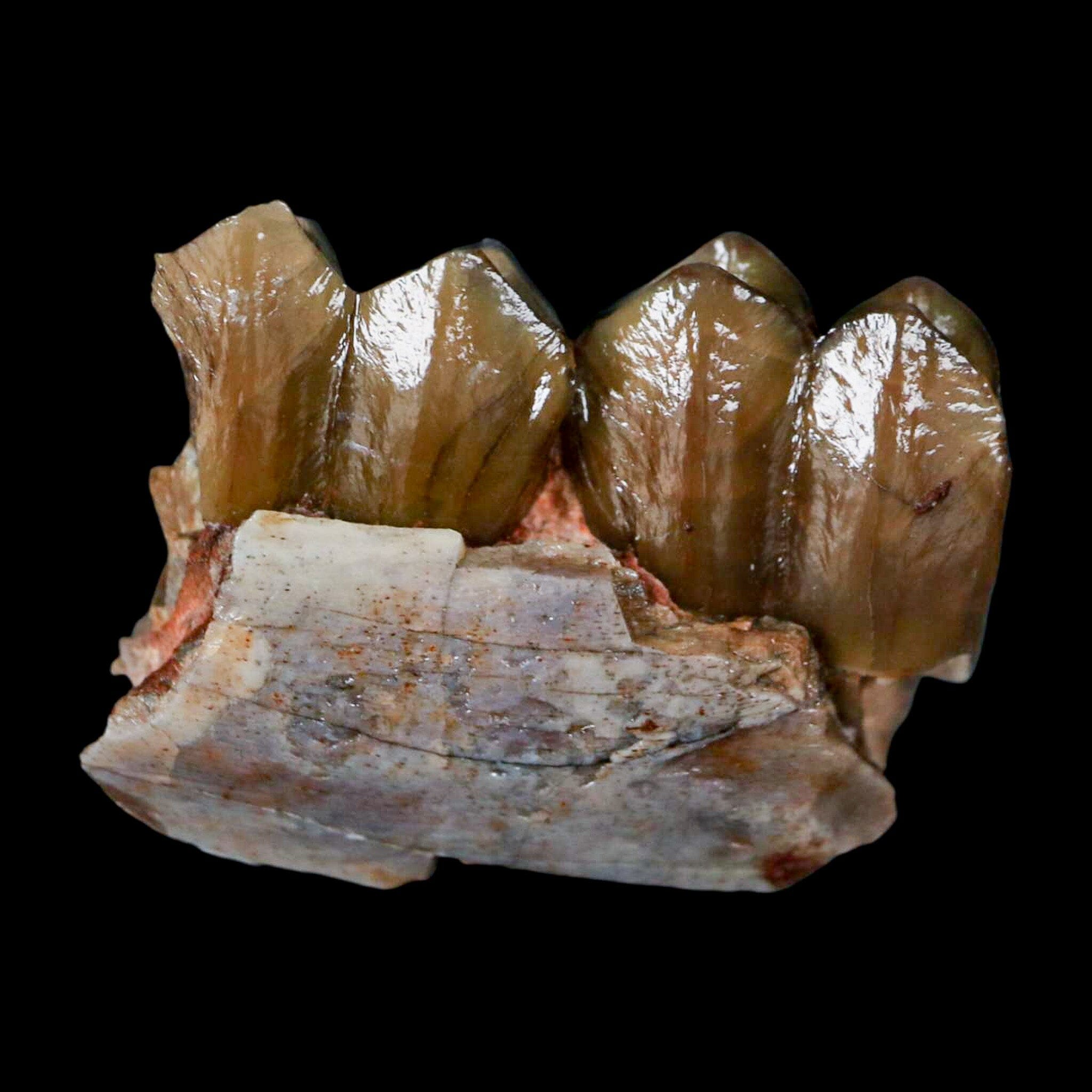 1" Poebrotherium Wilsoni Fossil Jaw Teeth Primitive Camel SD Badlands COA Display - Fossil Age Minerals