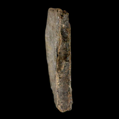1.3" Tyrannosaurus Rex Fossil Bone Dinosaur Lance Creek Formation Wyoming COA - Fossil Age Minerals