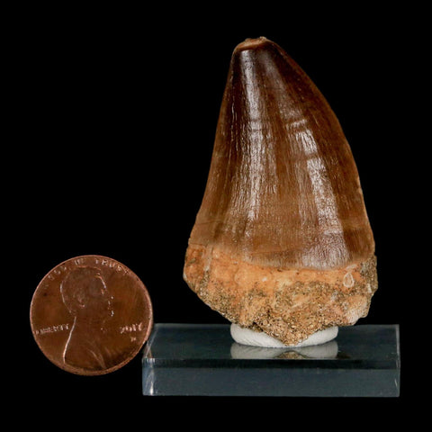 1.8"  Mosasaur Prognathodon Fossil Tooth Cretaceous Dinosaur Era COA & Stand