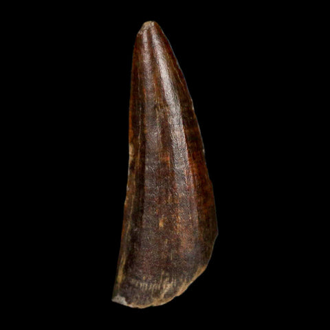 1.3" Suchomimus Fossil Tooth Cretaceous Spinosaurid Dinosaur Elraz FM Niger COA - Fossil Age Minerals